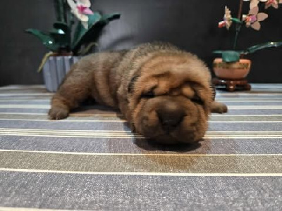 Shar Pei