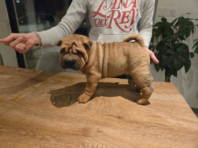 Les chiots de Shar Pei