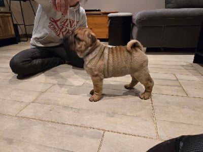 Les chiots de Shar Pei