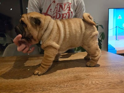 Les chiots de Shar Pei