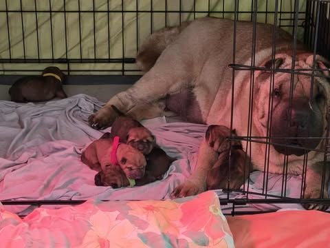 Shar Pei - Shéng Miào