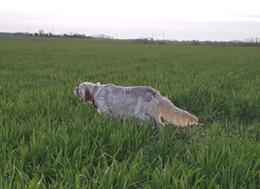 TR. Urielle (usage car née uxi) De La Source De Salbart - 2 EXC