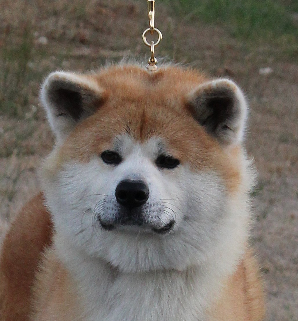 Awa no daichi go jr.matsunaga