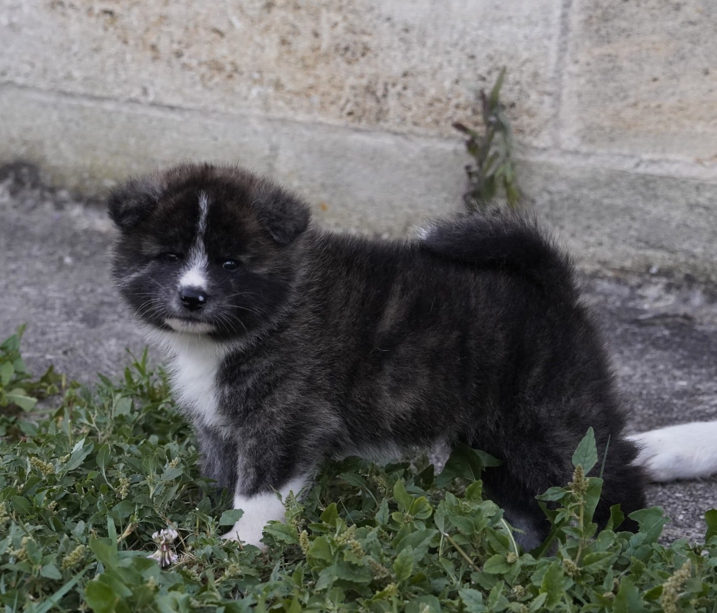 MALE 3 BAIKO