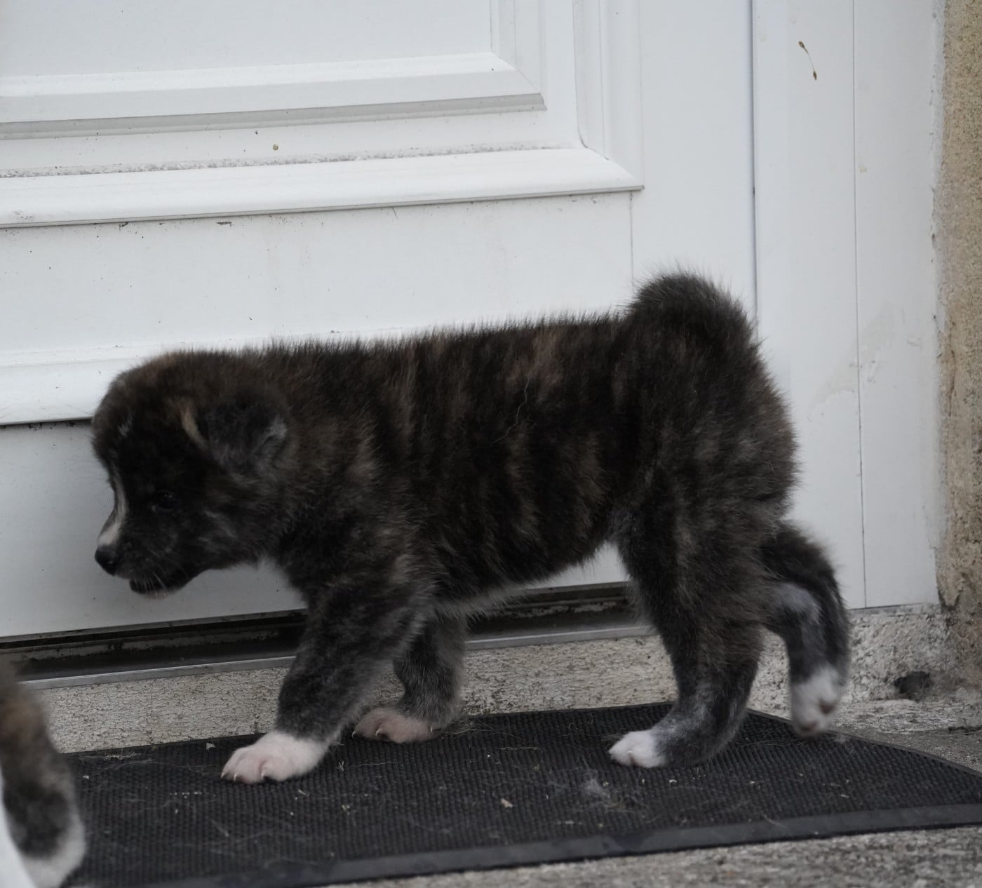 MALE 3 BAIKO