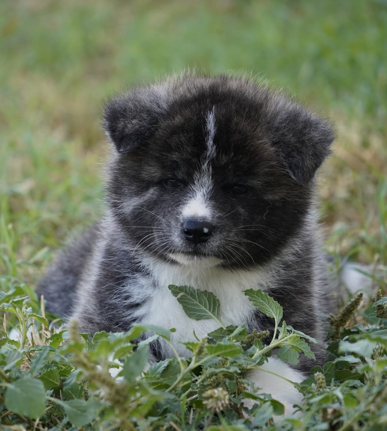MALE 3 BAIKO