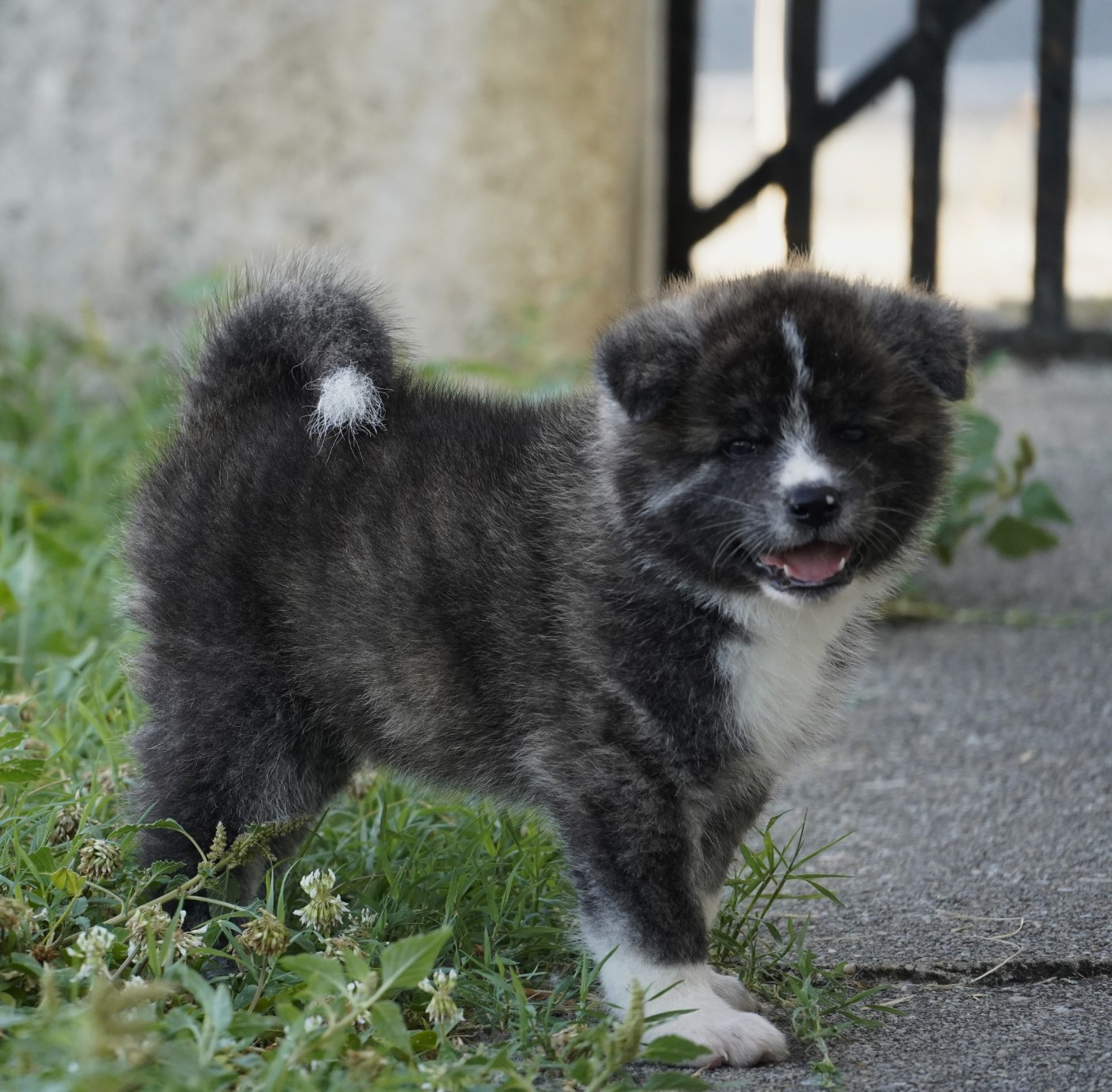 MALE 3 BAIKO
