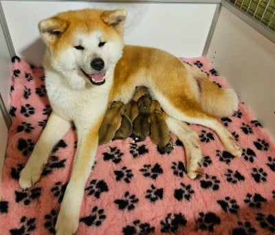 Les chiots de Akita