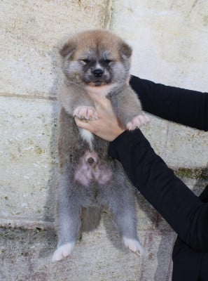 Les chiots de Akita