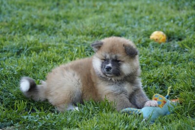 Les chiots de Akita