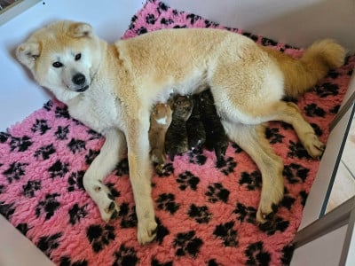 Les chiots de Akita
