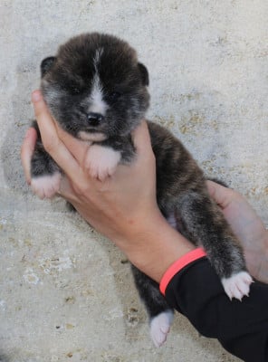 Les chiots de Akita