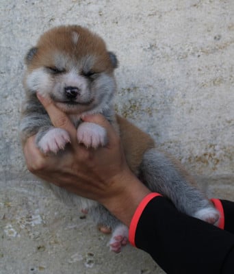 Les chiots de Akita