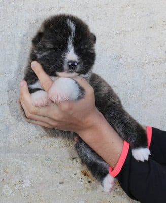 Les chiots de Akita