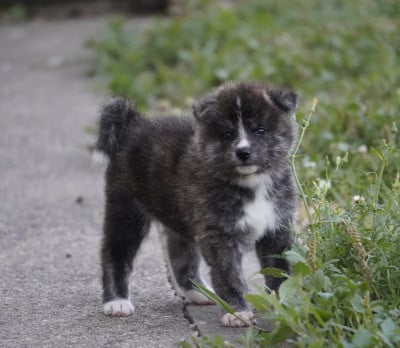Les chiots de Akita