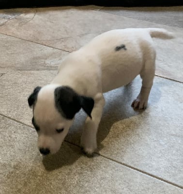 Les chiots de Jack Russell Terrier