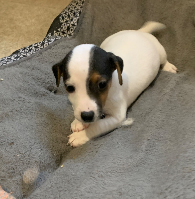 Les chiots de Jack Russell Terrier