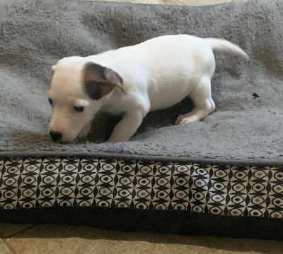 Les chiots de Jack Russell Terrier