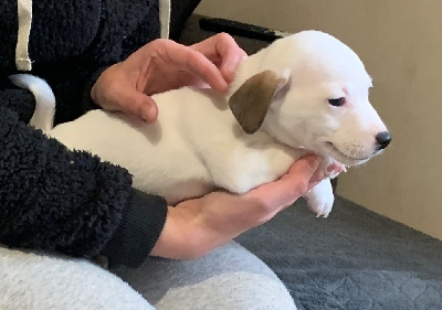 Les chiots de Jack Russell Terrier