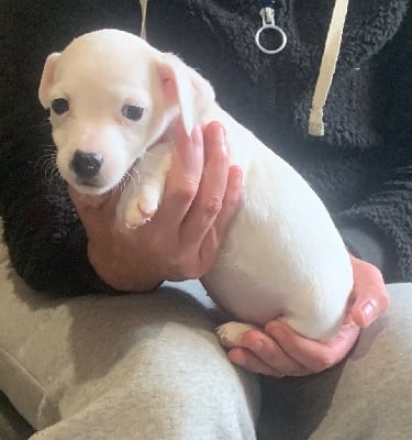 Les chiots de Jack Russell Terrier