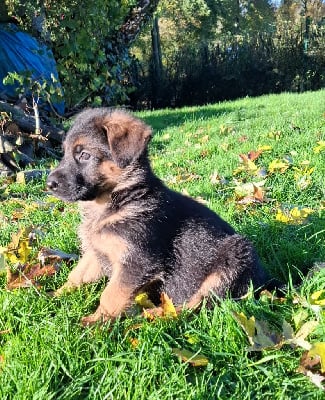 Les chiots de Berger Allemand
