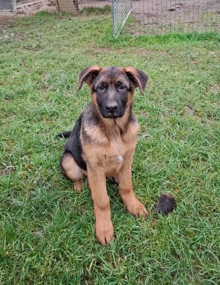 Les chiots de Berger Allemand