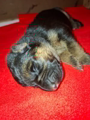 Les chiots de Berger Allemand