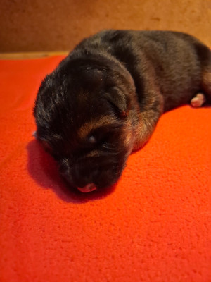 Les chiots de Berger Allemand