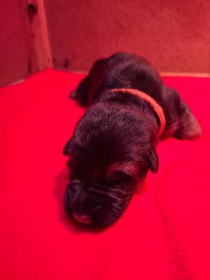 Les chiots de Berger Allemand