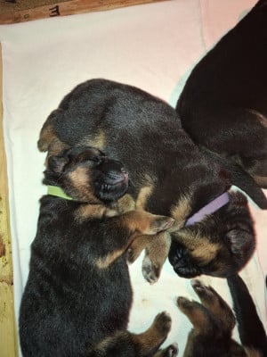 Les chiots de Berger Allemand