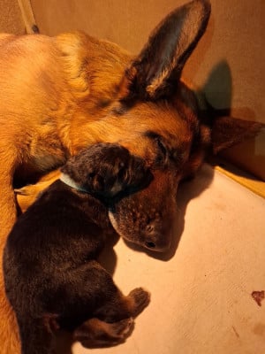 Les chiots de Berger Allemand