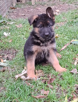 Les chiots de Berger Allemand