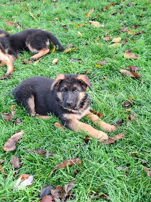 Les chiots de Berger Allemand