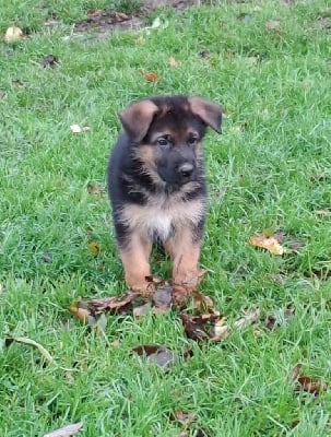 Les chiots de Berger Allemand