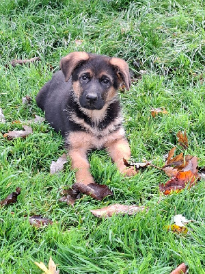 Les chiots de Berger Allemand