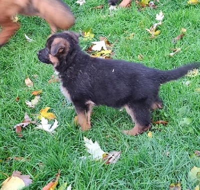 Les chiots de Berger Allemand