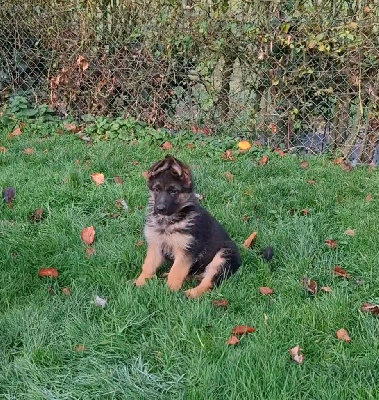 Les chiots de Berger Allemand
