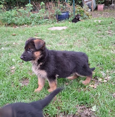 Les chiots de Berger Allemand