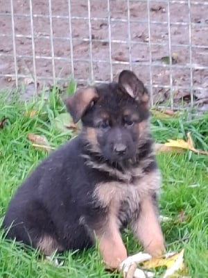 Les chiots de Berger Allemand