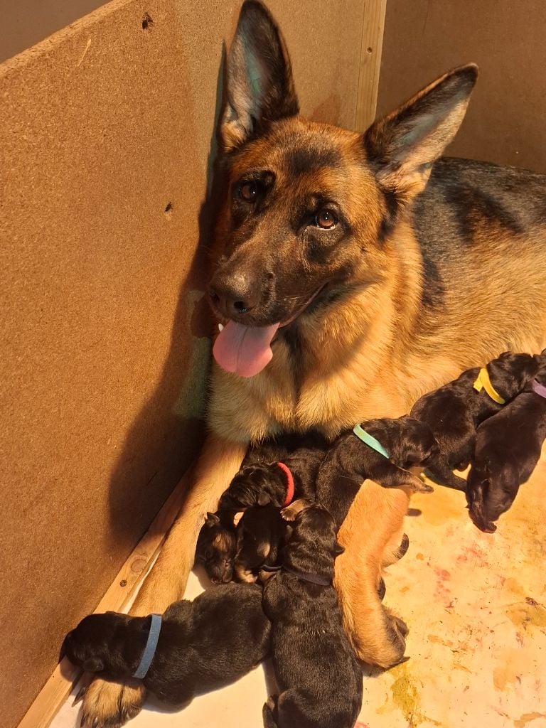 Berger Allemand - De naphil