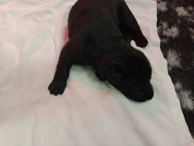 Les chiots de Berger Allemand