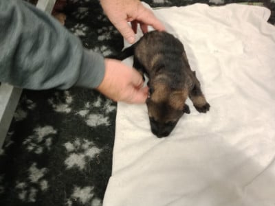 Les chiots de Berger Allemand