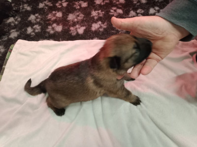 Les chiots de Berger Allemand