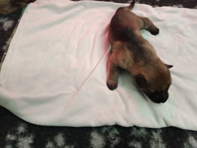 Les chiots de Berger Allemand