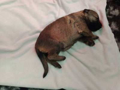 Les chiots de Berger Allemand