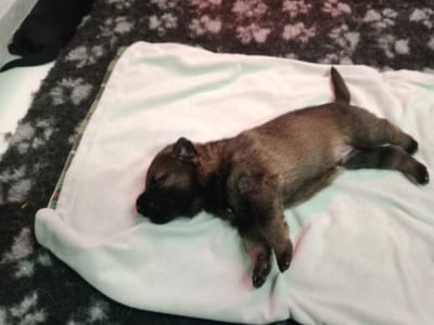 Les chiots de Berger Allemand