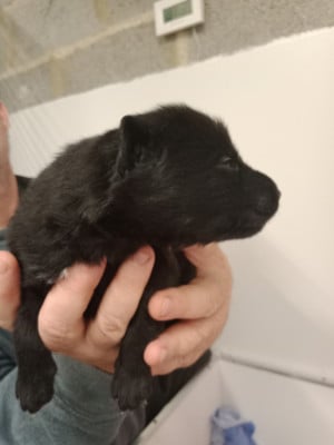 Les chiots de Berger Allemand