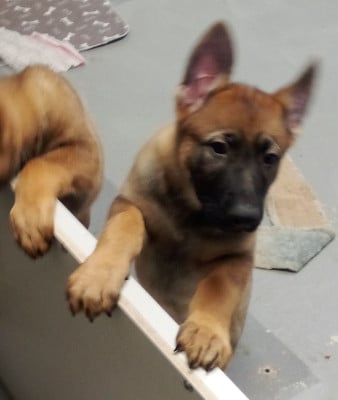 Les chiots de Berger Allemand