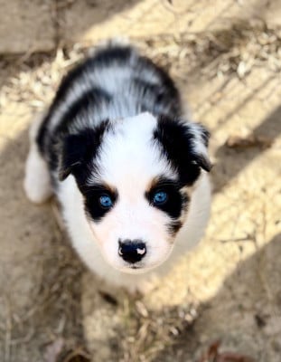 Les chiots de Berger Australien