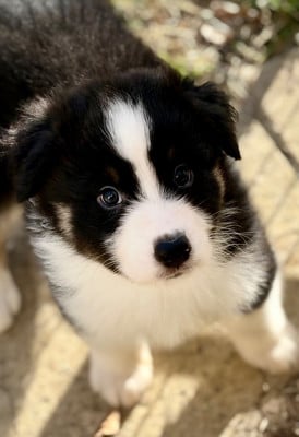 Les chiots de Berger Australien